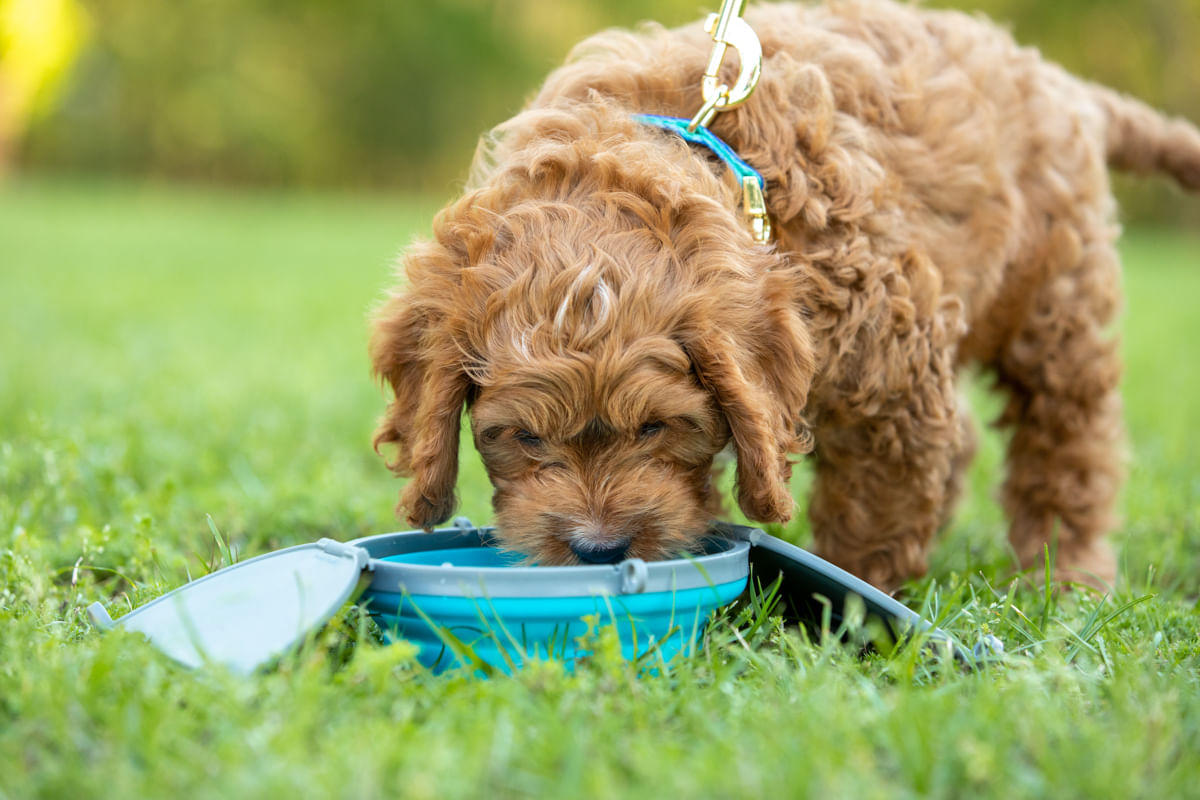 travel dog bowl with built in lids